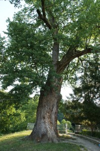 Stejar secular ruda a celui din care a fost construita bisericuta